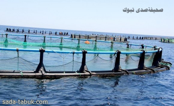 جانب من أحواض الاستزراع السمكي محافظة " ضباء "