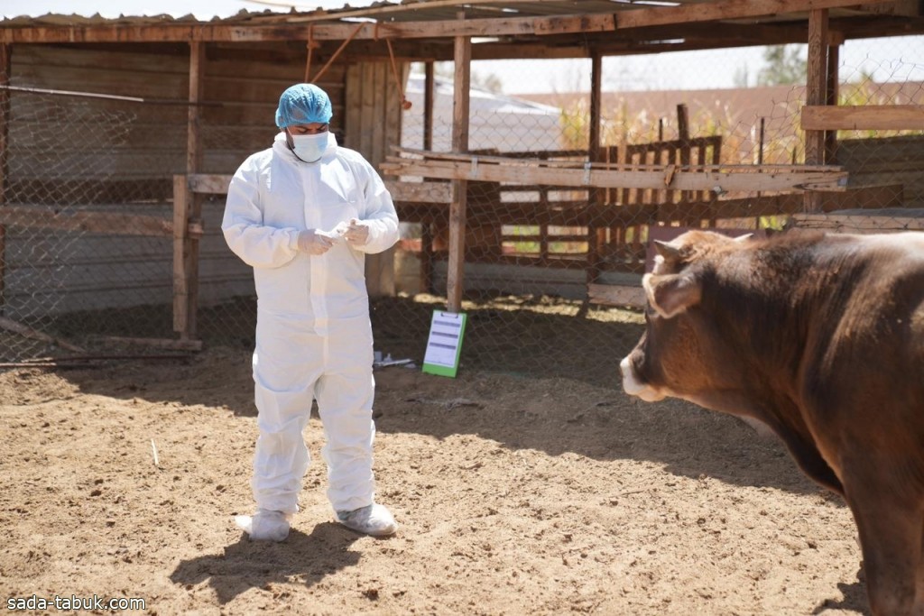 وقاء تبوك" يبدأ حملة التحصين لـ 500 *ألف رأس ماشية ضد مرض الحمى القلاعية لعام 2024م