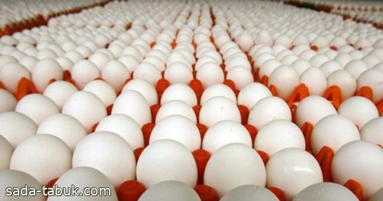 هل هناك تأثير على أسعار البيض خلال الفترة القادمة؟.. رئيس "منتجي الدواجن" يوضح