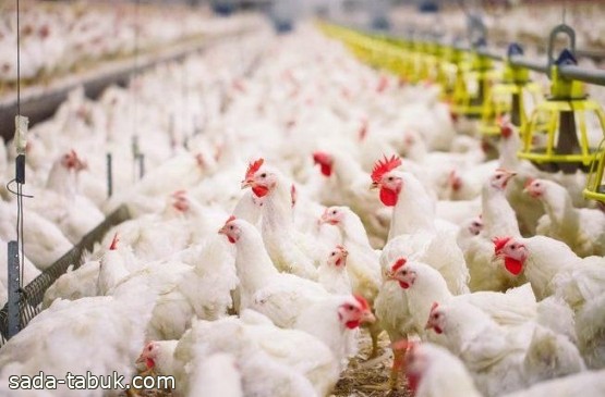 "الغذاء والدواء" تعلق استيراد إحدى مجموعات منتجات الدواجن بسبب إنفلونزا الطيور