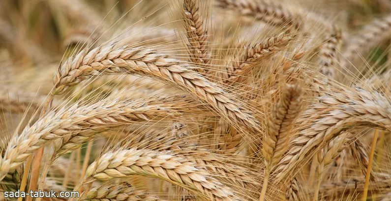 بداية موسم عصيبة.. صادرات الحبوب الأوكرانية تهوي 68.5 بالمئة