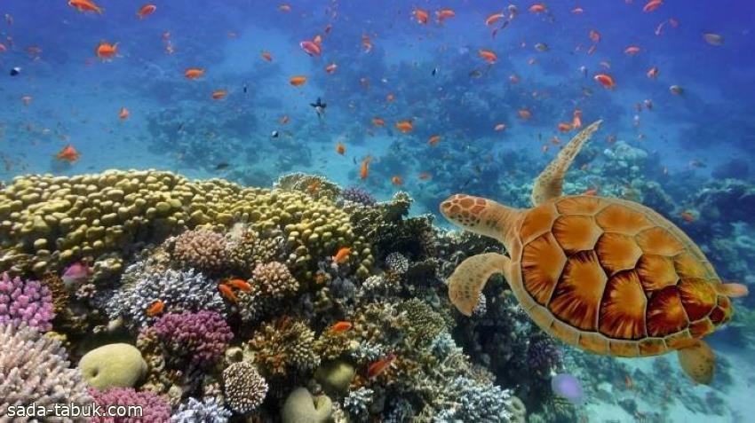 "البيئة" تعتزم إنشاء مؤسسة للمحافظة على الشعب المرجانية والسلاحف في البحر الأحمر. .. وهذه مهامها