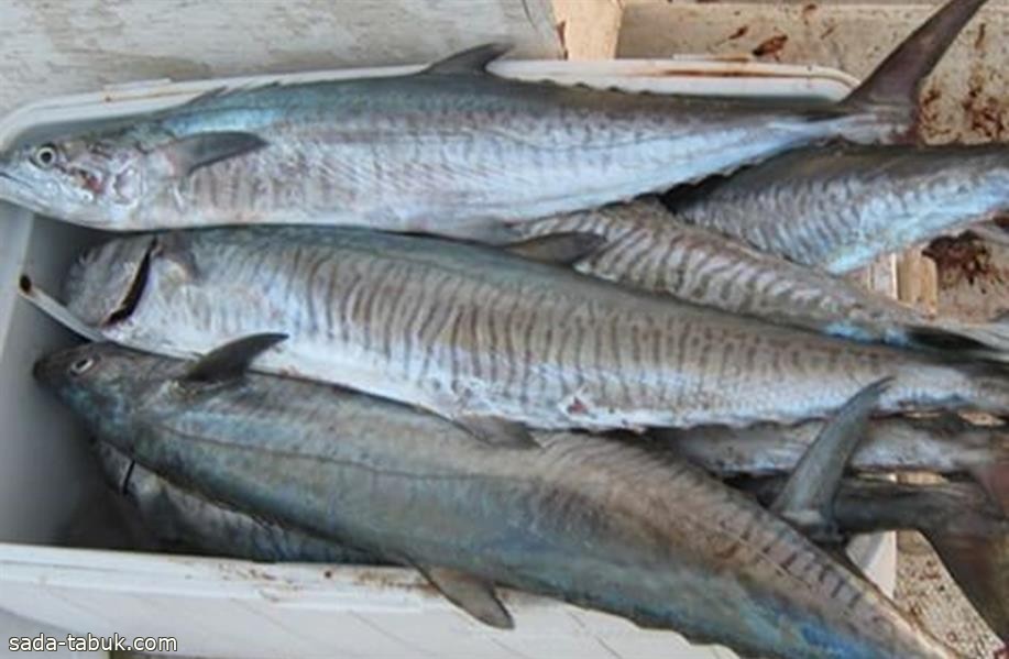 "البيئة" تحظر صيد أسماك "الكنعد" على ساحل الخليج العربي لمدة شهرين