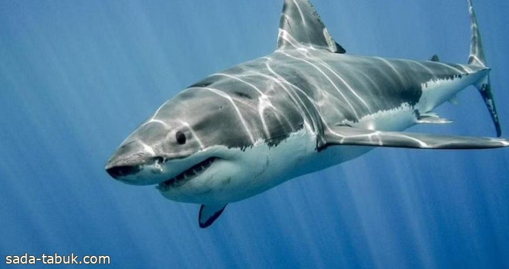 الحياة الفطرية: سواحل المملكة بها 5 أنواع من أسماك القرش.. هذا أخطرهم