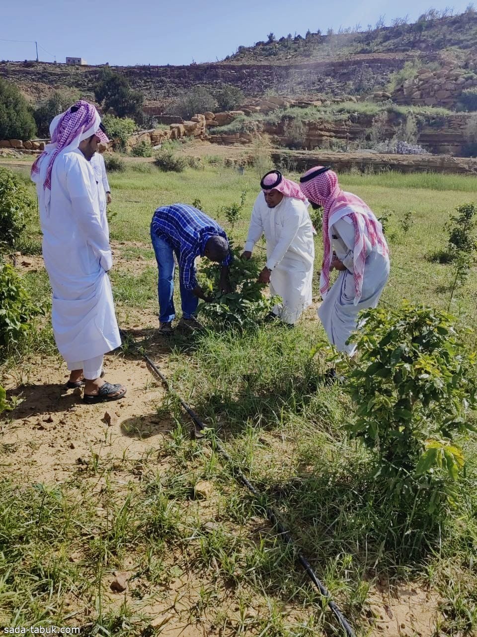 البيئة بجازان: تنفيذ برنامج ارشادي في مزارع البن بمحافظه الريث