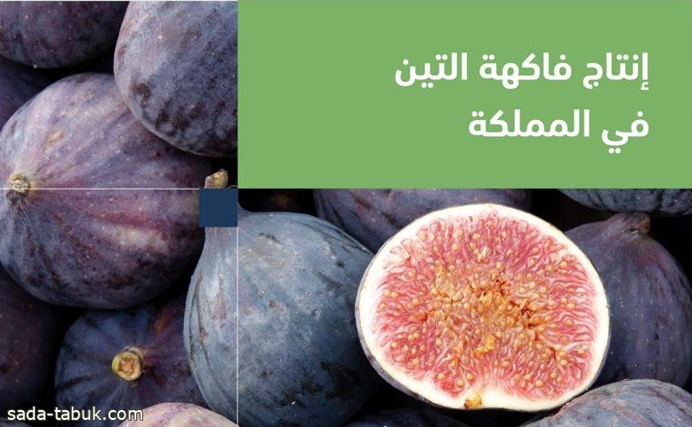 "البيئة": المملكة تنتج 26.66 ألف طن من فاكهة التين وتحقق اكتفاءً ذاتيًا بنسبة 107%