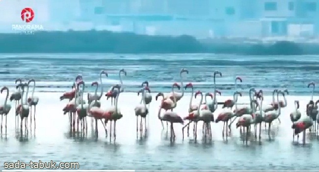 فيديو .. مشهد خلاب لـ"طيور الفلامنجو" على شواطئ تاورت بـ"القطيف"