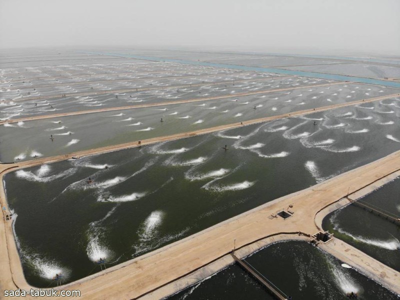 ارتفاع الإنتاج السمكي في السعودية إلى 119 ألف طن.. الاكتفاء الذاتي 59%
