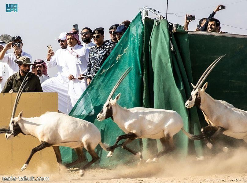 محمية نيوم تشهد إطلاق " المها العربي " وعدد من الحيوانات البرية