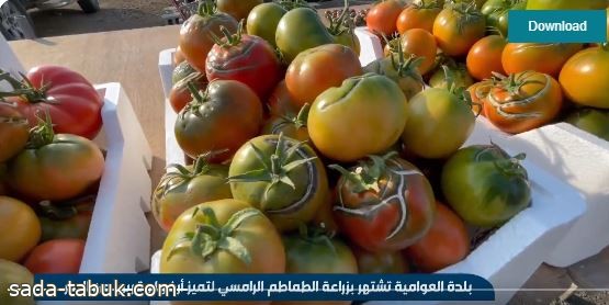 فيديو | "طماطم الرامسي" الأعلى سعرًا في المملكة ويتميز بطعمه الذي يجمع بين الفواكه والخضار