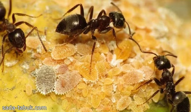 دراسة علمية تثبت إمكانية استخدام النمل في اكتشاف الإصابة بالسرطان