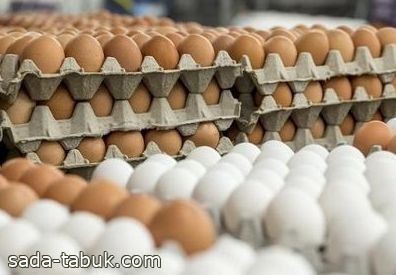 لوقف ارتفاع أسعار بيض المائدة توجه لفتح الاستيراد بكميات محدودة
