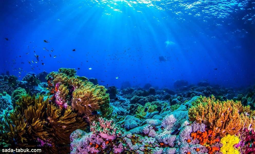 يغطي 70 موقعا.. "الحياة الفطرية" يبدأ مشروع مسح بحثي في البحر الأحمر