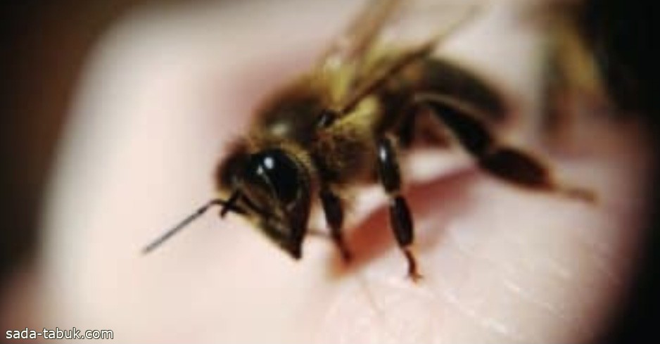دراسة علمية تكشف.. كيف يتذكر النحل مساراته؟