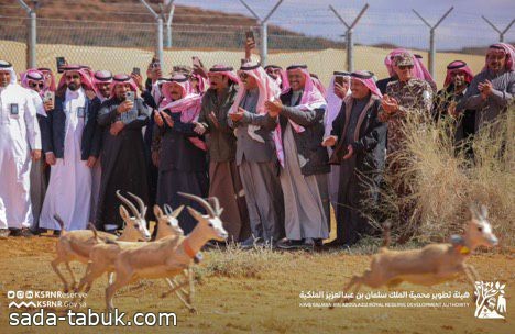 اطلاق 65 من المها وغزال الريم بمحمية الملك سلمان بن عبدالعزيز الملكية