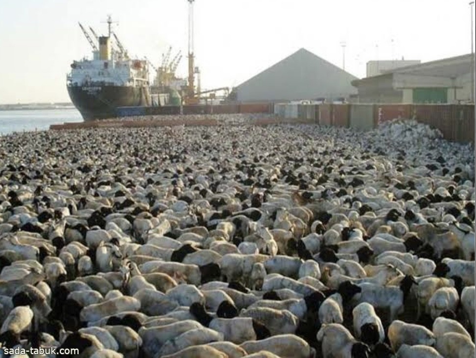ميناء جازان يستقبل 19,100 رأس ماشية قادمة من جيبوتي