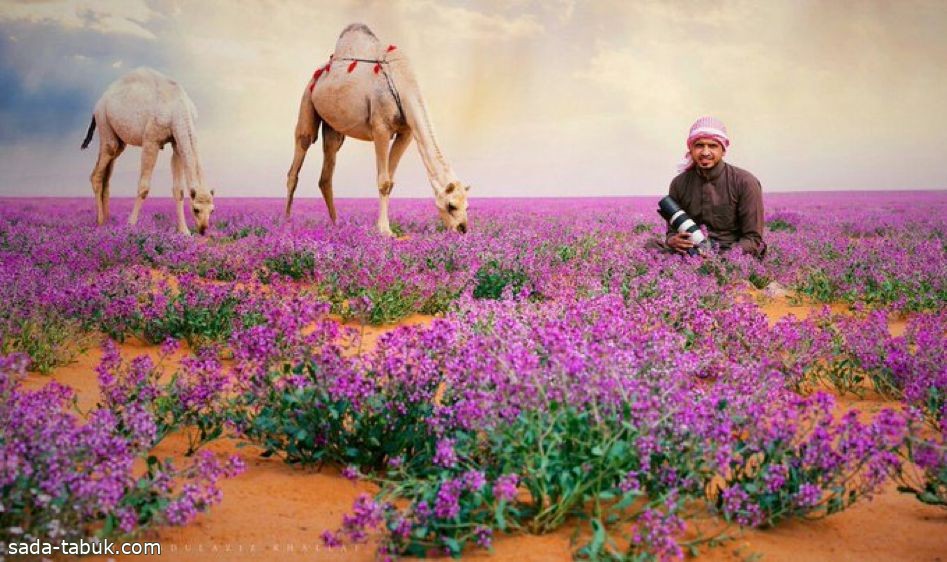 انطلاق مهرجان "أرض الخزامى".. للاحتفاء بالموروث الثقافي العريق لمنطقة الجوف