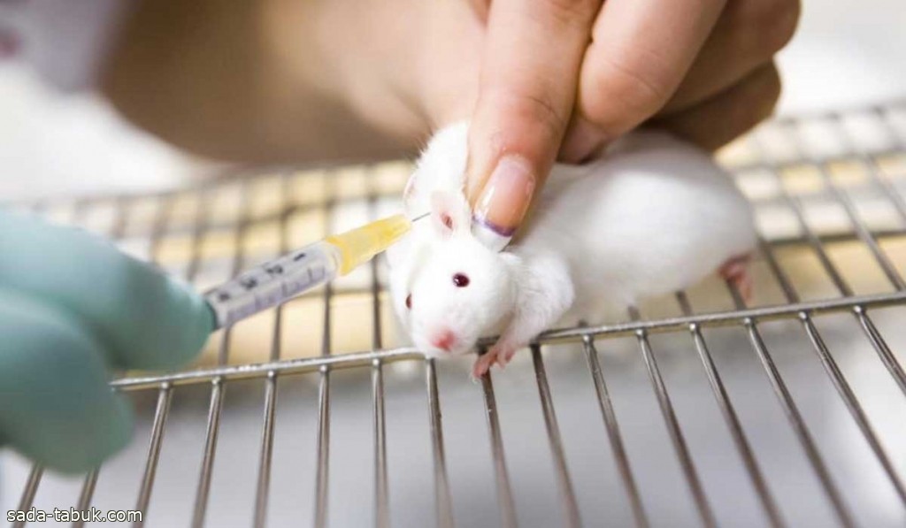 أطباء يكتشفون خلايا تكافح السالمونيلا في الفئران