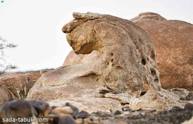 صخرة على هيئة "نمر عربي" تتوسد حرة القفيف بمحافظة الجموم شمال مكة