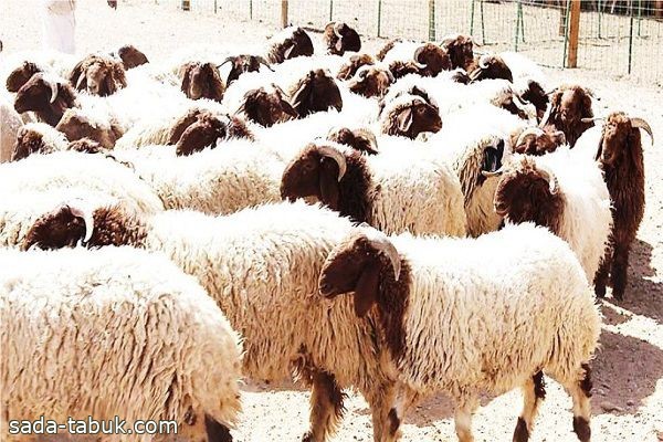 "بيئة مكة": وصول أكثر من 1.4 مليون رأس من الماشية بعد فسحها