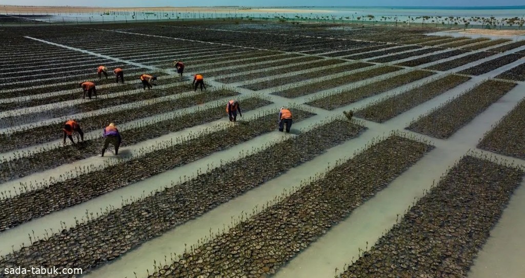 شركة البحر الأحمر الدولية تُطلق مشتلاً لزراعة أكثر من 50 مليون شجرة مانجروف