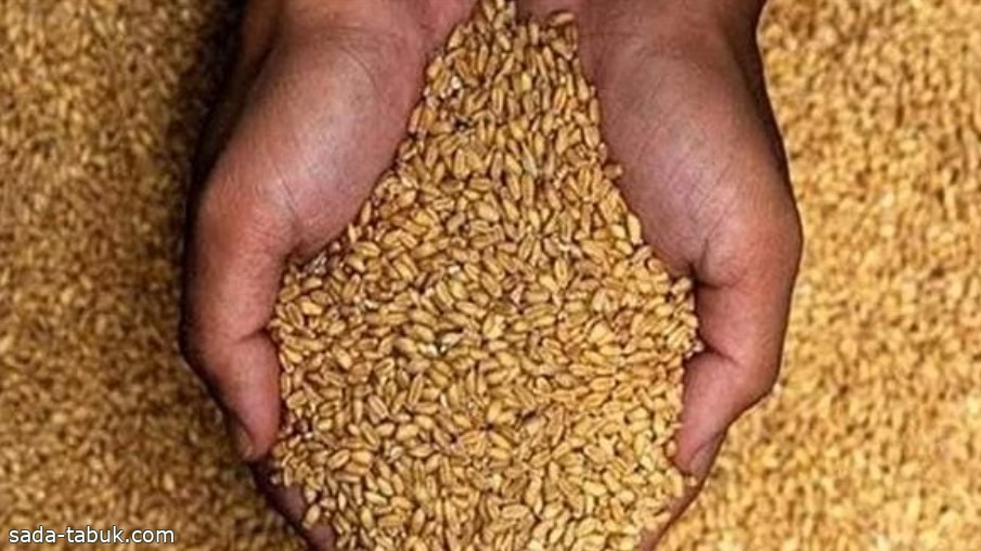 «هيئة الأمن الغذائي» تودع 132 مليون ريال في حسابات مزارعي القمح المحلي