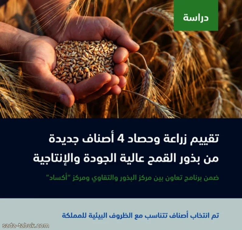 البيئة : دراسة لتقييم زراعة وحصاد 4 أصناف جديدة من القمح