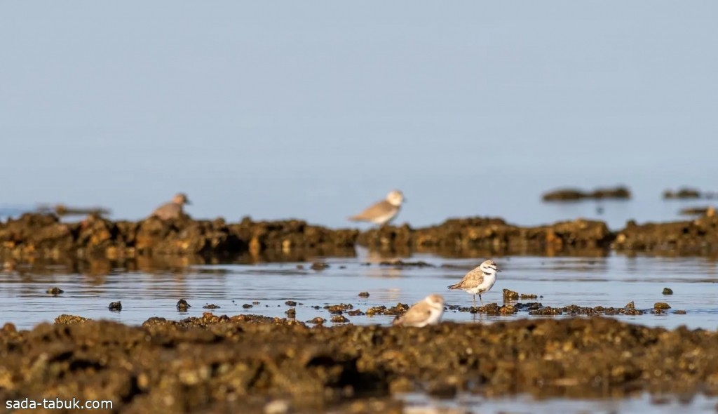 سلامة النظم البيئية تزيد من أعداد الطيور المستوطنة لشواطئ تبوك