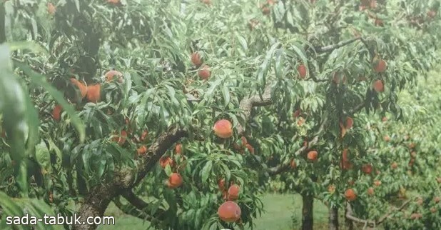 برنامج ريف يرفع إنتاج الفاكهة إلى 90 ألف طن
