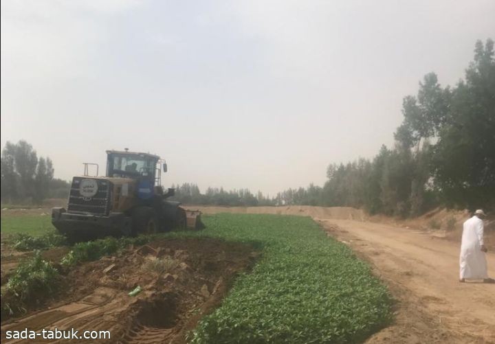 إزالة 4 مزارع تُسقى بمياه الصرف جنوب مكة
