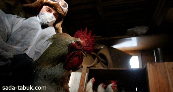 روسيا ترصد تفشيا لإنفلونزا الطيور في مزرعة دواجن