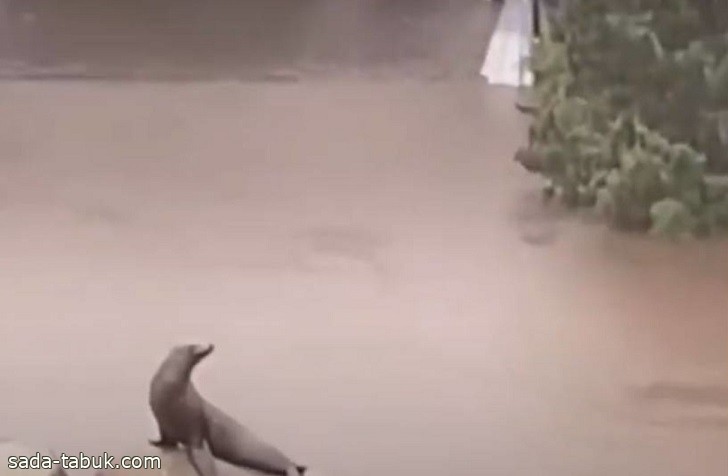 بالفيديو .. هروب أنثى أسد بحر من حوض سباحة بحديقة حيوان وسط فيضانات نيويورك