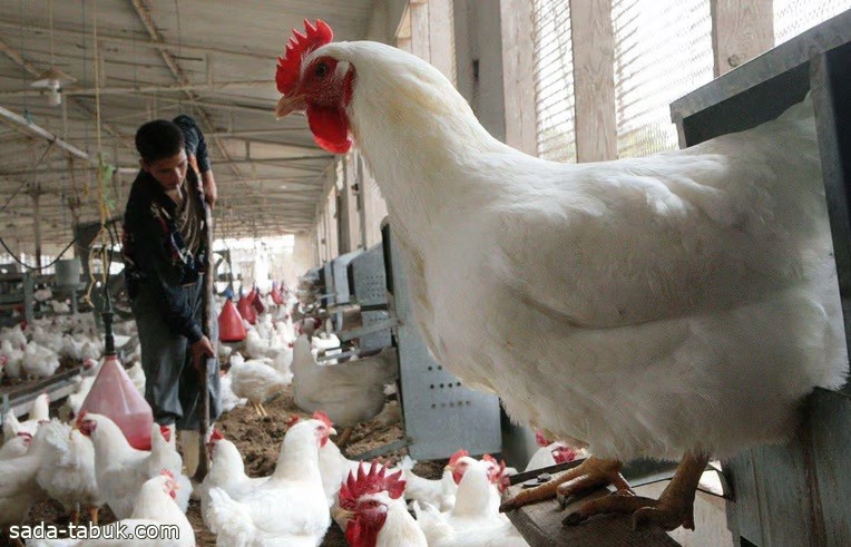 "وقاء": خلو السعودية من مرض إنفلونزا الطيور عالي الضراوة "HPAI"