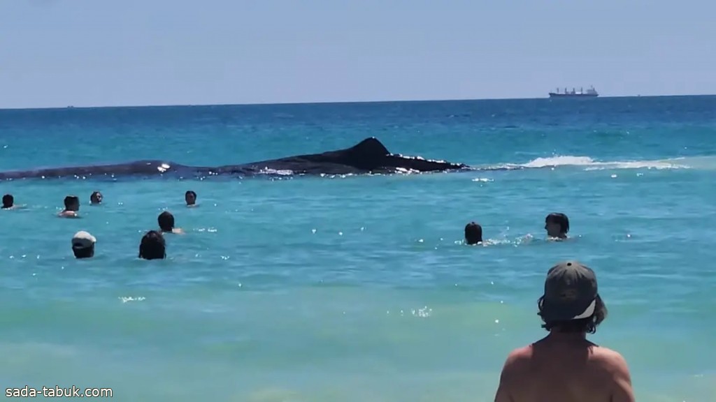 مشهد مذهل .. حوت ضخم يقترب من رواد شاطئ للسباحة معهم