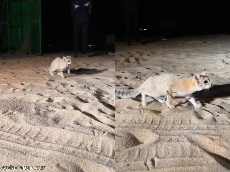 فيديو| ظهور القط الرملي العربي في صحراء المملكة