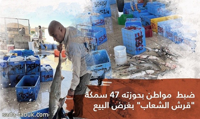 الحياة الفطرية : ضبط شخص بحوزته 47 سمكة "قرش الشعاب" بغرض البيع