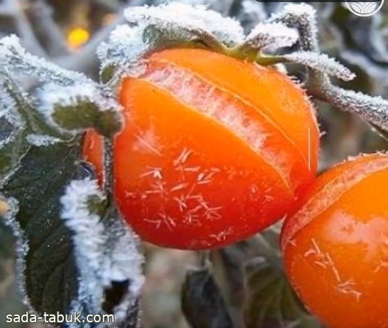 فيديو.. "الإرشاد الزراعي" توضح طرق حماية النباتات من الصقيع خلال فصل الشتاء