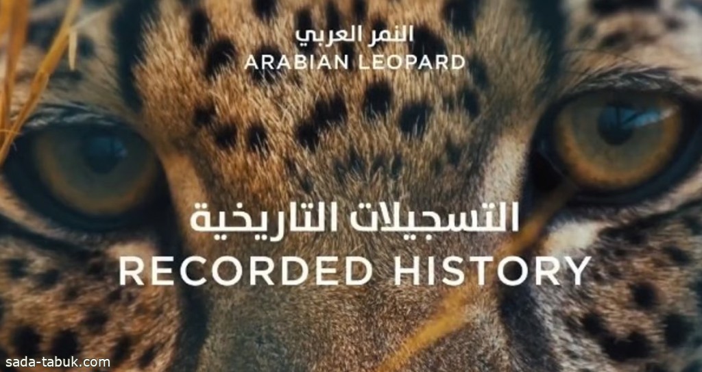 "الحياة الفطرية": النمر العربي يشكل رمزاً ثقافياً وبيئياً وجمالياً بذاكرة شبه الجزيرة العربية