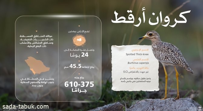 الحياة الفطرية : "كروان أرقط" طائر مقيم متكاثر ونادر جدًّا بالسعودية