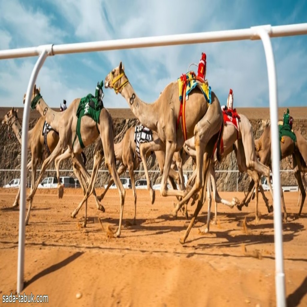 غدًا.. انطلاق كأس العرب للهجن في العلا بجوائز تتخطّى 3 ملايين ريال