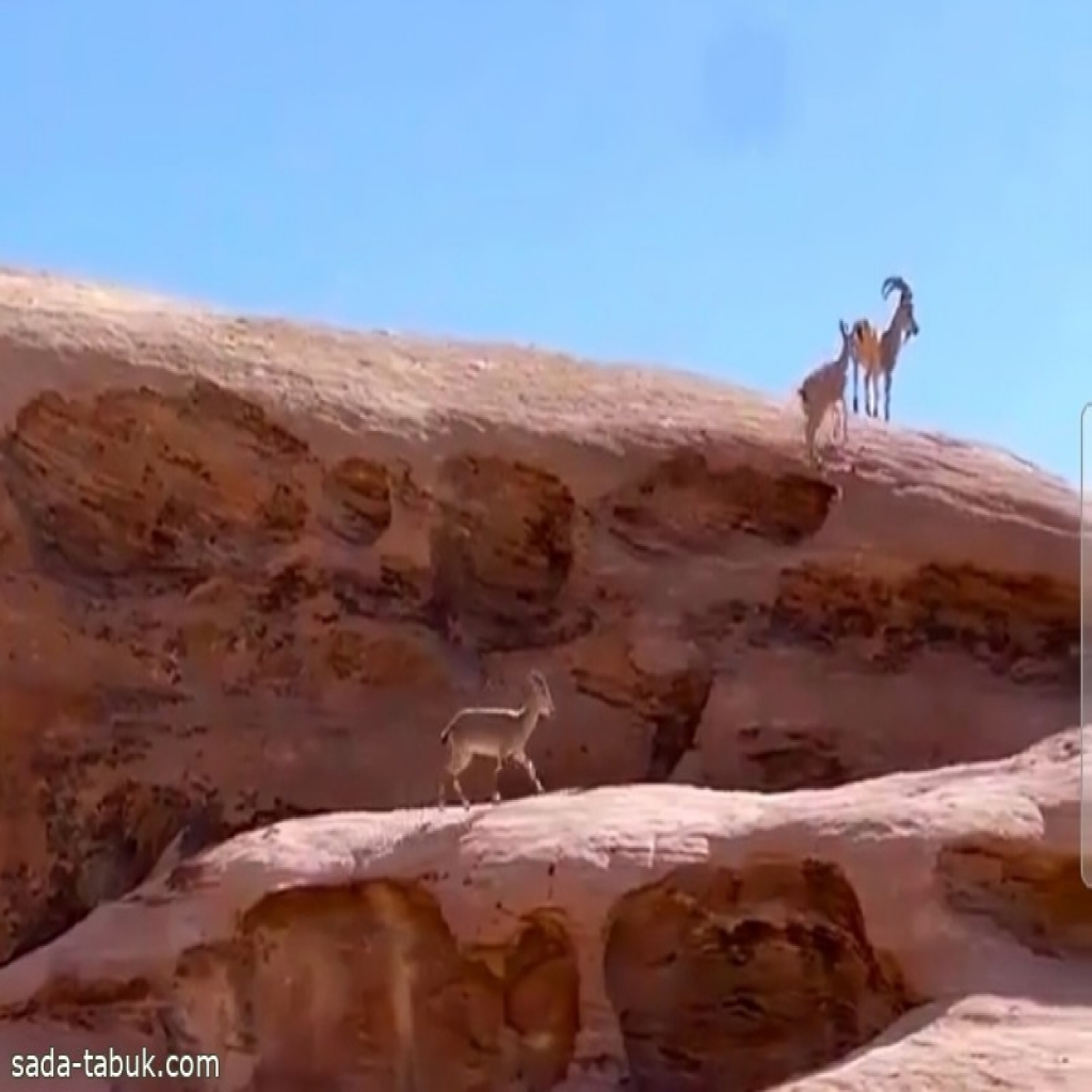 "تتنقل بين الصخور وتركض بسرعة" .. بالفيديو: قطيع من الغزلان تتجول داخل محمية في تبوك