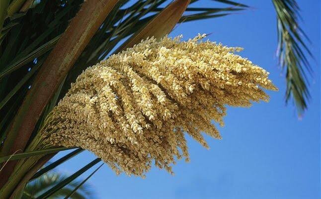 طلع النخيل.. كنز طبيعي لعلاج فقر الدم ومشكلات الهضم والعقم